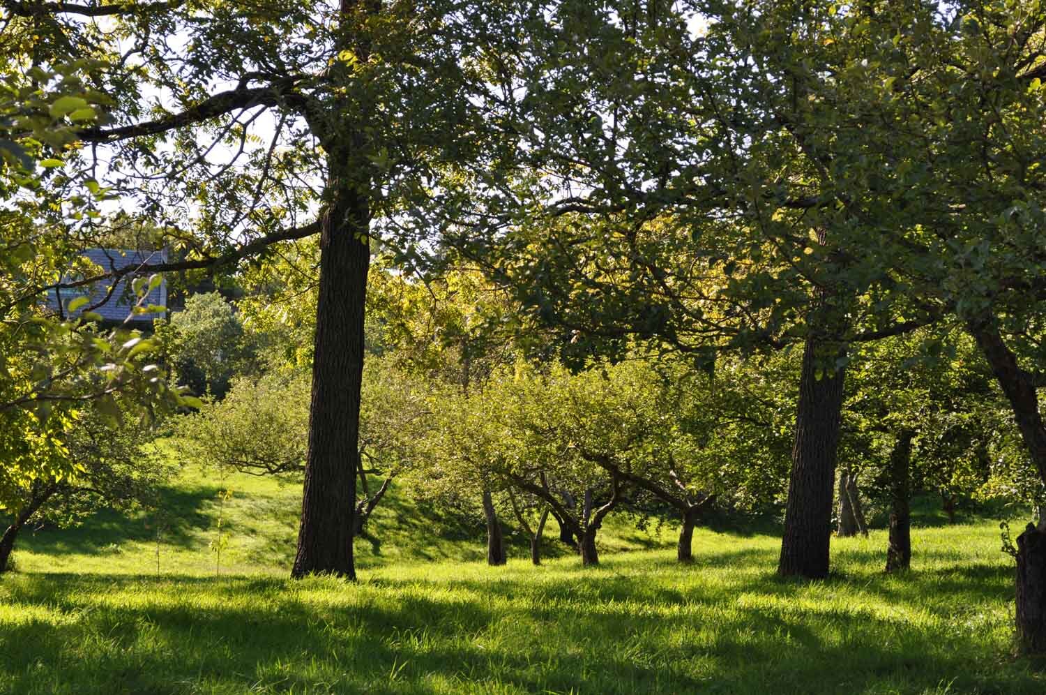 Mature fruit orchard with apple and pear trees on a grassy slope — representative of the multi-variety orchard operations that made Montague County the top Texas apple producer in 1980