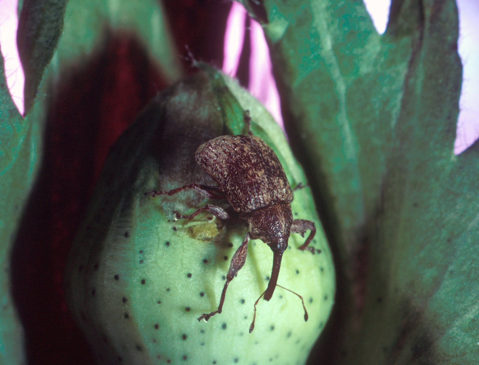 Close-up photograph of the cotton boll weevil (Anthonomus grandis) — the insect that arrived in Montague County around 1910 and collapsed the cotton economy over two decades