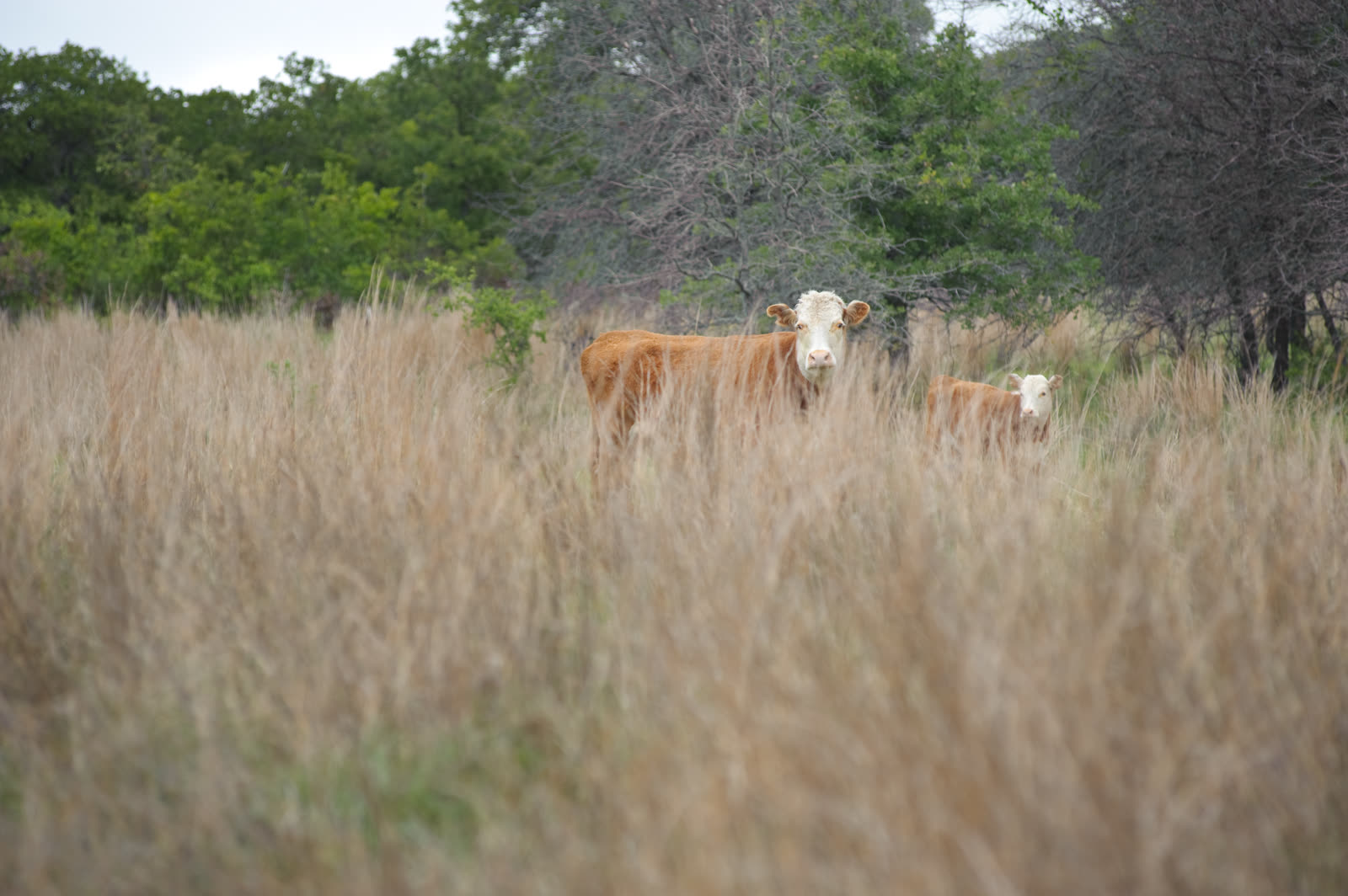 Calves in tall grass prairie in Montague County, Texas — the transition zone between the Cross Timbers and Southern Great Plains, photographed May 2009