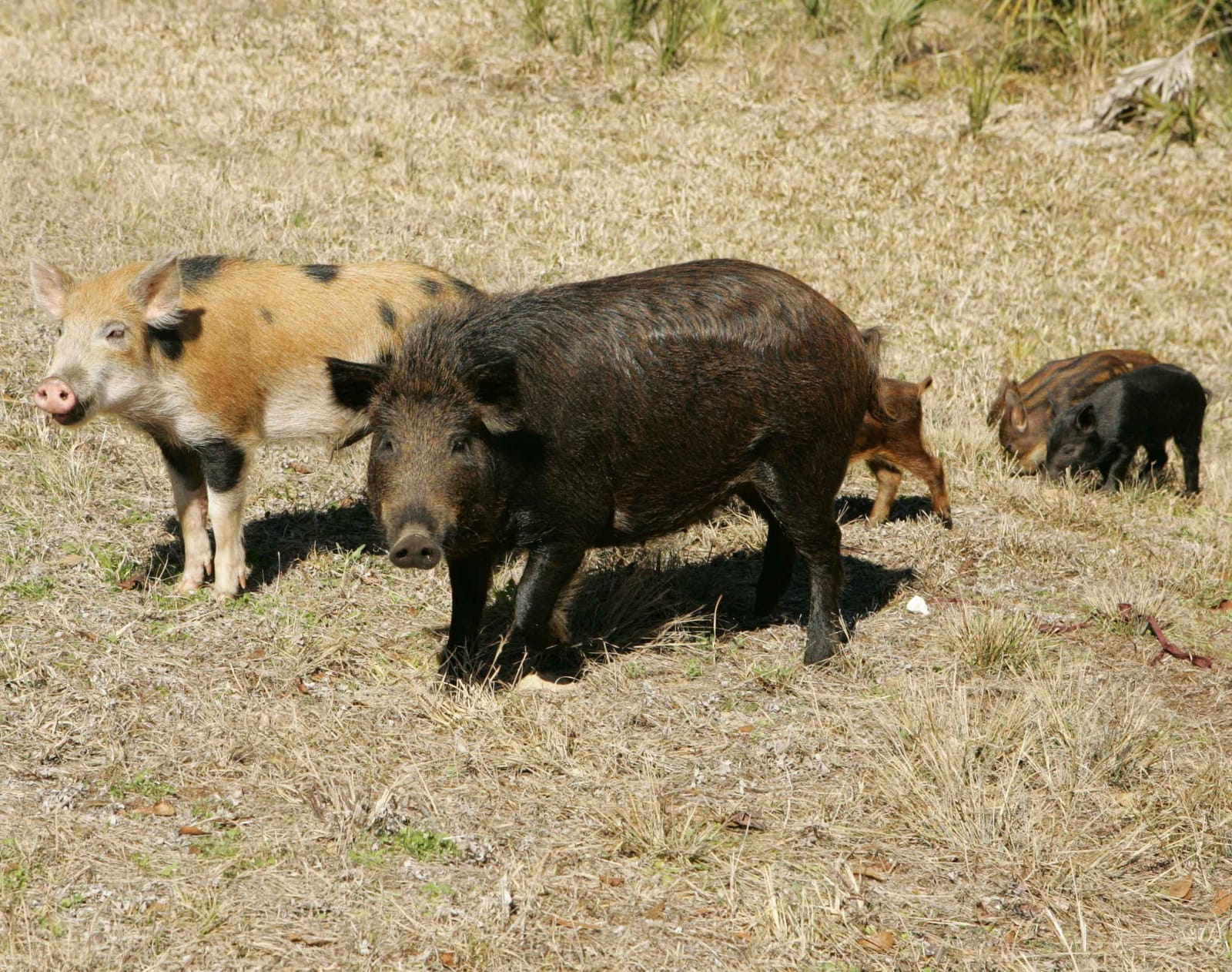 A sounder of feral hogs — adults and piglets foraging on dry grass — illustrating the family-group social structure and rapid reproduction that drive their explosive population growth across Texas, including Montague County