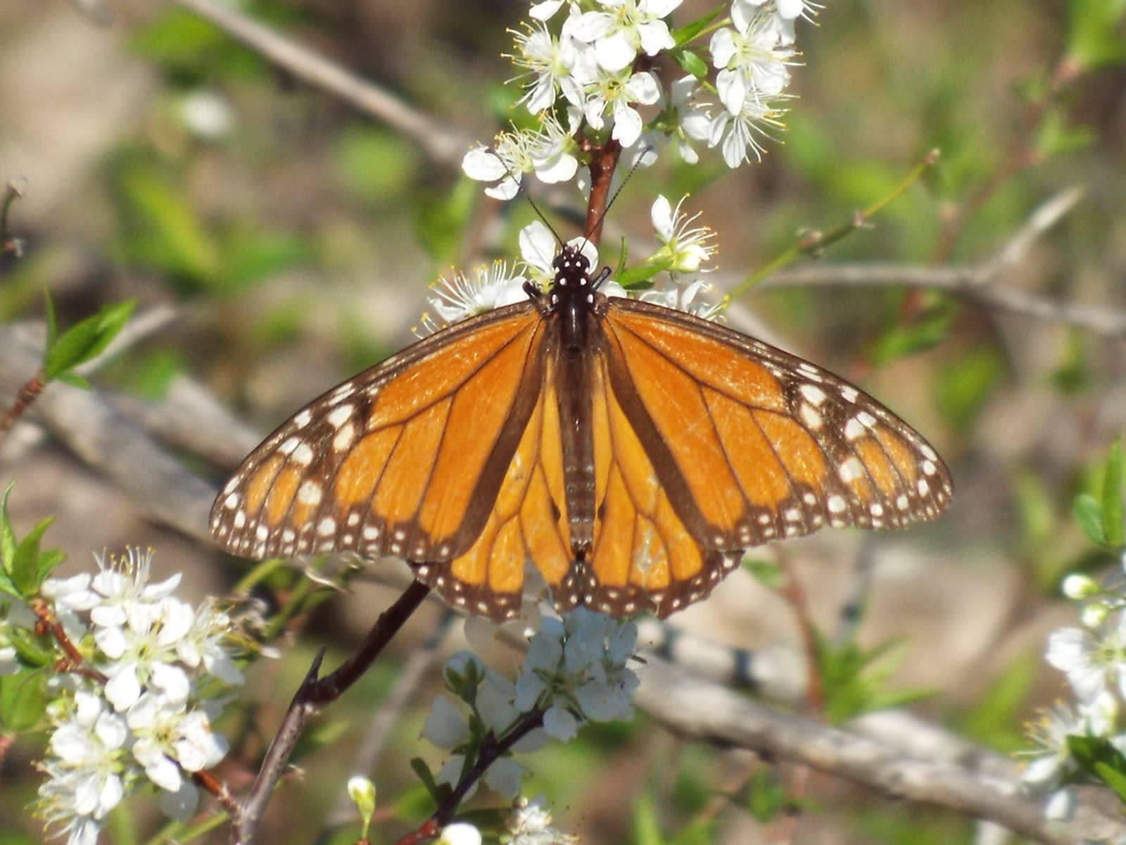 Monarch butterfly during spring migration at a limestone quarry park in Frisco, Texas