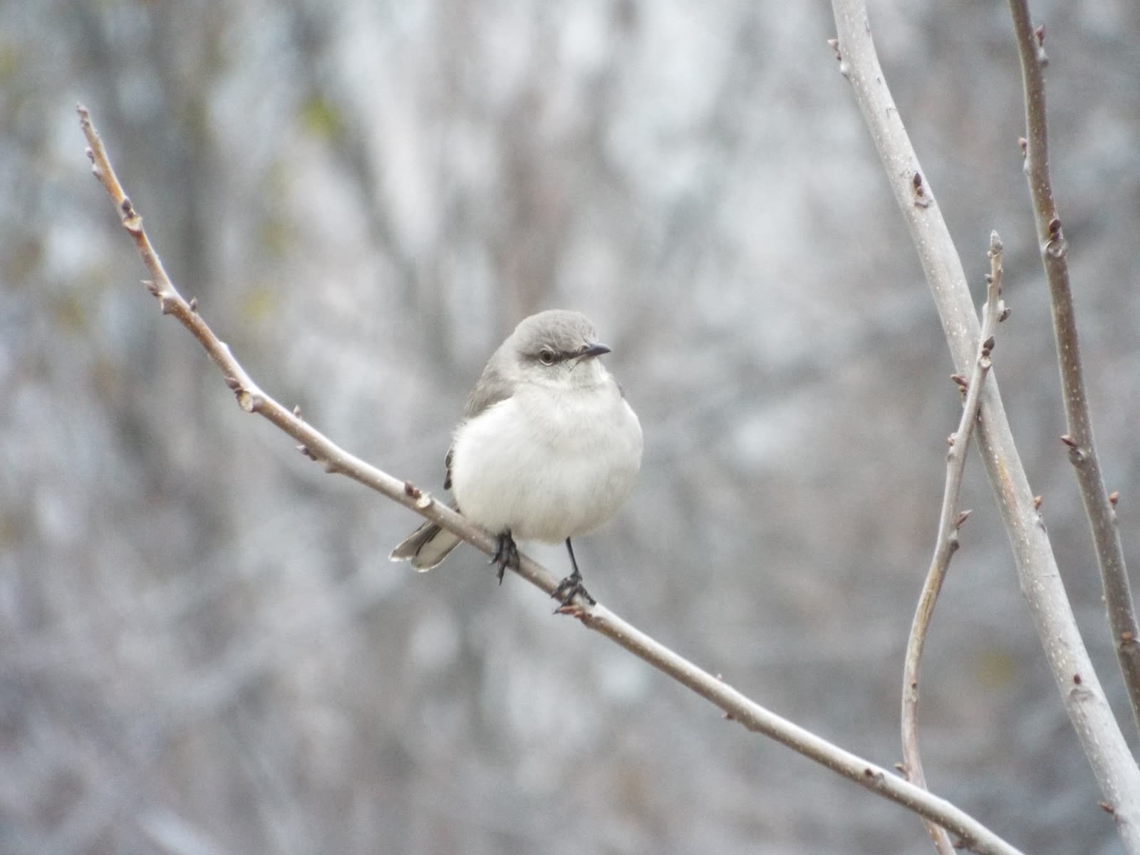 Northern mockingbird (Mimus polyglottos), the Texas state bird, photographed in Texas