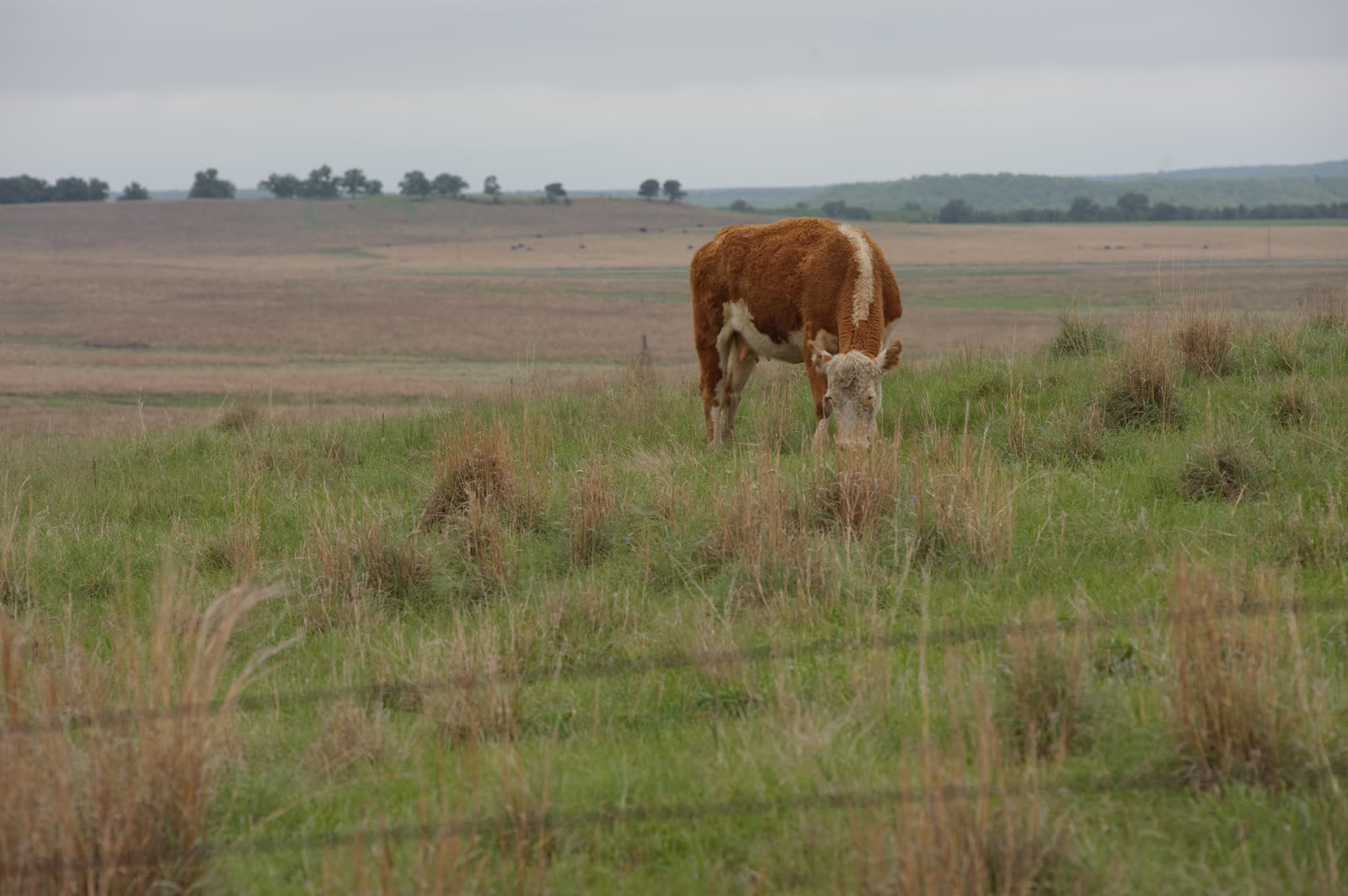 A cow in the tall grass prairie of Montague County, Texas — the county's mix of Cross Timbers and tallgrass prairie supports diverse native wildlife and working ranches