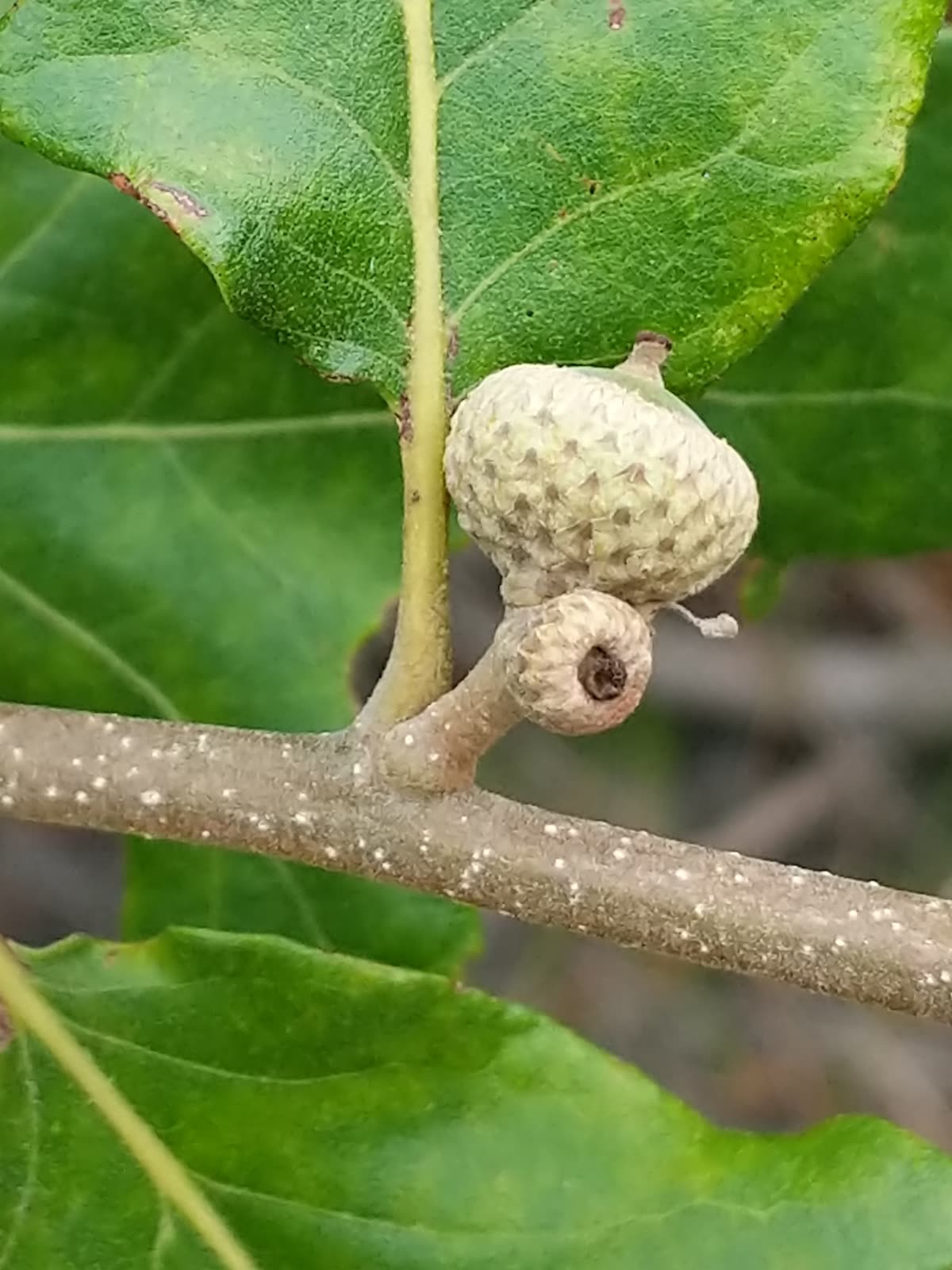 Post oak (Quercus stellata), the dominant canopy tree of the Cross Timbers ecoregion of North Texas