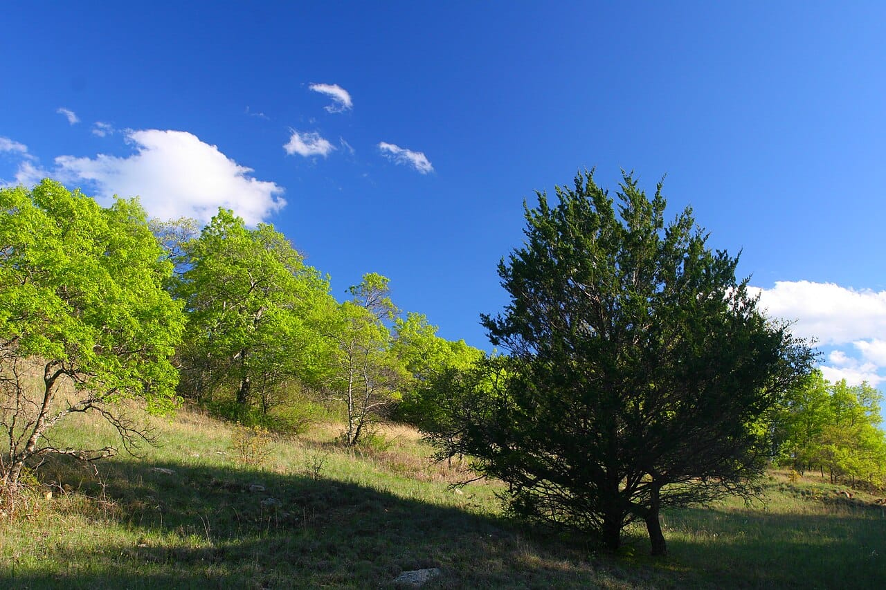 Representative Cross Timbers hillside terrain in Montague County — LBJ National Grassland rolling hills, the same oak-and-grassland landscape type found in the Red River Breaks north of Saint Jo